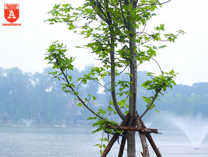 Ngỡ ngàng hàng phong trổ lá xanh mướt bên hồ Hoàn Kiếm